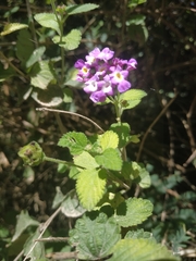 Lantana megapotamica
