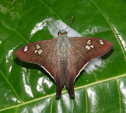 Polythrix ceculus