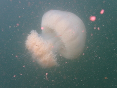 Rhopilema hispidum