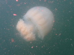 Rhopilema hispidum