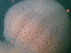 Rhopilema hispidum