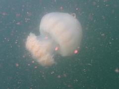 Rhopilema hispidum