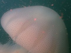 Rhopilema hispidum