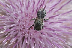 Lithurgopsis gibbosa