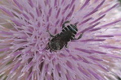 Lithurgopsis gibbosa