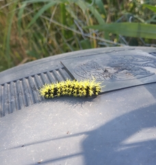 Leucanella viridescens