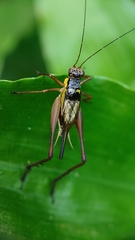 Nisitrus