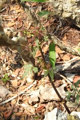Arracacia nelsonii