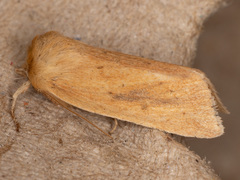 Zosteropoda clementei