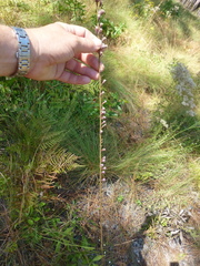 Liatrinae