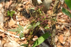 Arracacia nelsonii