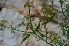 Prionosciadium nelsonii