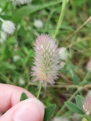 Trifolium arvense