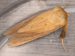 Zosteropoda clementei