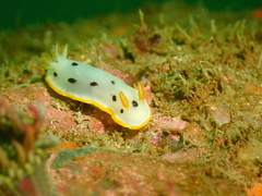 Chromodoris orientalis