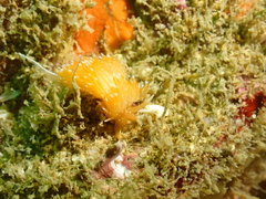 Sakuraeolis enosimensis