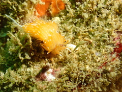 Sakuraeolis enosimensis