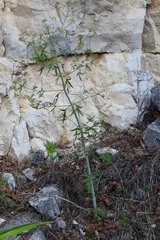 Prionosciadium nelsonii