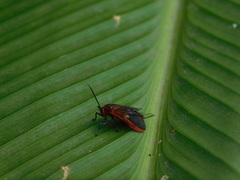 Phauda flammans