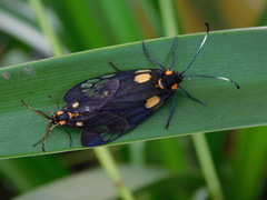 Trypanophora semihyalina