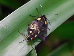 Trypanophora semihyalina