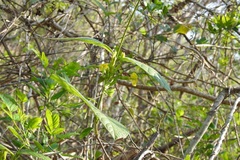 Mandevilla subsessilis