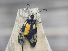 Trypanophora semihyalina