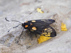 Trypanophora semihyalina