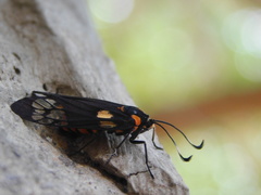 Trypanophora semihyalina