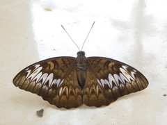 Tanaecia palguna