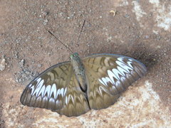 Tanaecia palguna