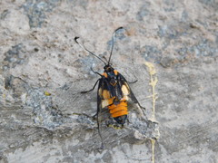 Trypanophora semihyalina