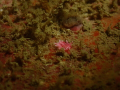 Okenia hiroi