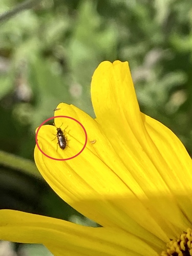 iNaturalist observation photo of Soft-winged Flower Beetles