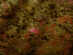 Okenia hiroi