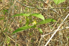 Mandevilla subsessilis