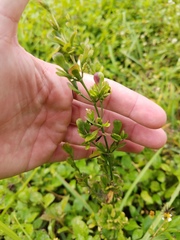 Dicliptera sexangularis