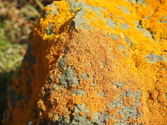 Polycauliona coralloides