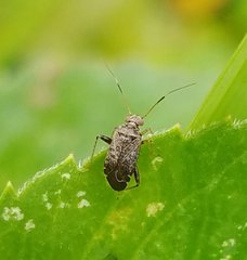 Polymerus testaceipes