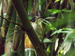 Actenoides princeps