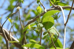 Mandevilla subsessilis