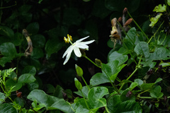 Passiflora peduncularis