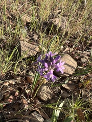 Dichelostemma multiflorum