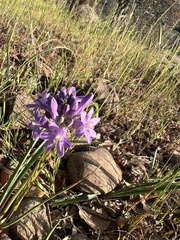 Dichelostemma multiflorum