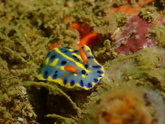Hypselodoris festiva