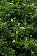 Passiflora peduncularis