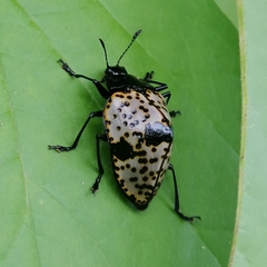 Cypherotylus annulipes