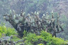 Armatocereus matucanensis