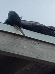 Phalacrocorax auritus image