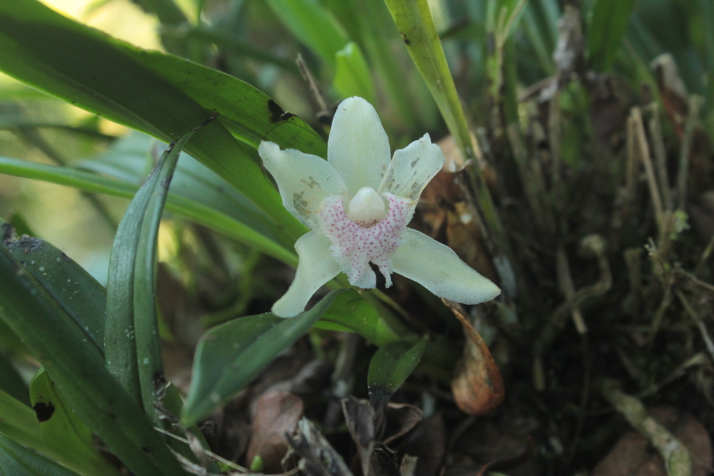 Kefersteinia sanguinolenta